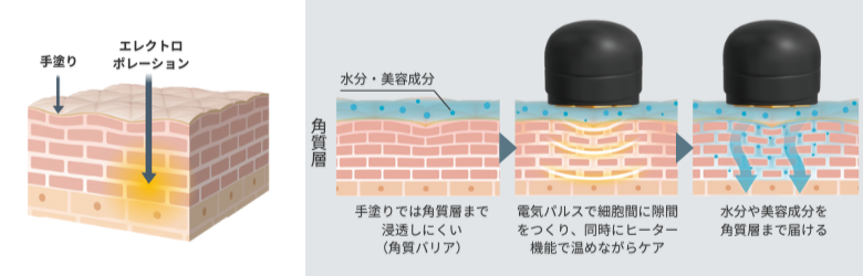 肌の断面図（イメージ）
